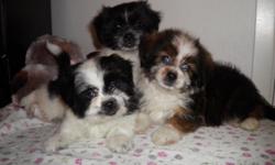 I have Two very cute Shih-Tzu puppies two males. They were born on July 25 2010 And still under seven pounds Color is wonderful. One is a beautiful brown black,white and sable and one is black and white wirh some brown. They are very playful and will live