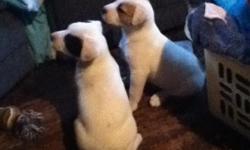 2 Female 7 week old pitbull puppies for Sale Call/text 903-390-1878 or 254-307-5230