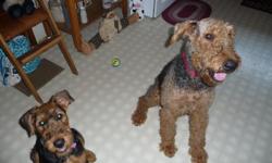 Female Airedale puppy born April 12, 2011 with papers $550.00 and 3 1/2 year old Female Airedale mother to puppy without papers free to good home. I took the mother with intentions of placing her in a good home. Both are current on shots and rabies.