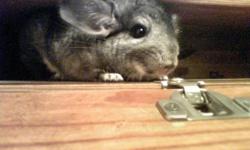 Standard grey female Chinchillas $30 each Re-Homing fee Includes a few days supply of current diet (Mazuri Chinchilla feed purchased at Mimbach fleet in St. Cloud, and Timothy Hay) so you can mix to switch them over to new feed, or have time to get a