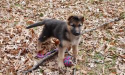 Pure Bred female German Shep puppies. Parents both on site and father is a retired working dog. CKC registered and first set of shots already taken care of. Come pick her up in Stafford today!! Please email ilio_obedience@comcast.net to set up an