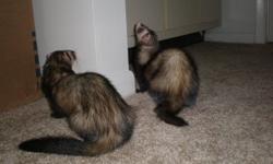 I need to find a forever home for my two ferrets, Kenshi and Shellie. They are both a little over 2 years old. They will come with their 4 story ferret nation cage, the remaining food which is about 1 1/2 bags right now, the remaining litter which is