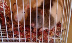 I have 2 pet rats plus cage. I need to find a good home for them.