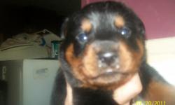 2 baby boy rotts need a loving home dewormed no papers no shots mom is german rott dad is american rott they love to be around people very loving