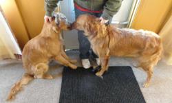 We have here two 8 month old puppies. They are brothers and would be very happy if they could live with each other. They love to play with each other and with people. Their kennels will be included as that is where they have been sleeping and staying when