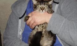 he male is a short hair tuxedo, he is a playful little guy that like lovings. He goes to the litter box, eats both wet and dry food.
The female is a long hair brown/black tabby, she is a loving little gal with a big attitude. She gose to the litter