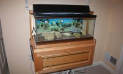 Comes with :
2 Geckos (beautiful and healthy) (one gecko is shedding in the photo...colors are usually better)
20 Gallon low aquarium
Heat Pad
Timer - for light
Light
Screen top
Tile bottom for aquarium
Large rock hide
dishes
Custom built maple cabinet