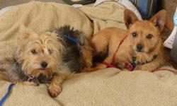 Please help find our dogs! Obe and Hawk. Both 5 year old males. Obe is a Wired haired Terrier Mix. Sable colored. 13 lbs. Hawk is a Yorkie Terrier Mix. Tan face and legs, black body. 18 lbs. Lost around the Rock Island Dr. Area. If found call Jenny.