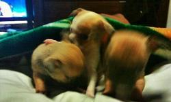 6 weeks chihuahua's poppy's 2 brown's 1 white there very cute and very playful. Character: Chihuahuas are intelligent, graceful, and sometimes too brave for their own good. They usually bond with only one person and become highly devoted, frequently