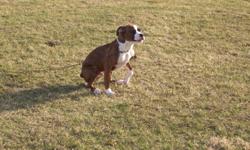 Pure-bred 5-months-old male boxer puppies for sale. Housebroken; intelligent; raised with children and other dogs. Have basic training: sit, come. Located outside Sidney OH. Call 937-638-5564 and ask for Betsy. As an alternate, call 937-420-2134 and ask