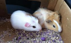 I have two male guniea pigs about 4 months old.&nbsp; They need a new home because I no longer have the time for them that they deserve.&nbsp; I am including their cage, water bottle, food, toys, and some bedding.&nbsp; They are very friendly and need a