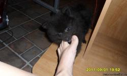 ONE BLACK AND ONE MULTI-COLORED BORN JULY 1ST THEY ARE 9 WEEKS OLD THEY REQUIRE LOTS OF LOVE AND ATTENTION THEY ARE VERY PLAYFUL AND LOVEABLE GET ALONG GREAT WITH BIG DOGS THEY THINK THEY ARE ONE OF THE BIG DOGS.. THEY ARE ON DRY FOOD THEY WONT EAT THE