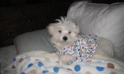Healthy Maltese boys born July 14, 2010. ALL shots. 3 months health insurance included.