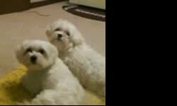 These are 2 maltese dogs, female 3yrs. old and the male 2yrs. old.
Great dogs, good tempermant, good with kids, very loving, and playful!
Need to find a good home, but they must stay together, and never
be seperated, they are very close!! If interested..