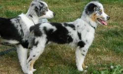 I have two australian shepherd puppies for sale. I bought them when they were 8 weeks old in california when I was visiting family. They drove home with me from there, so they have tons of car experience! They are super well behaved, have basic training