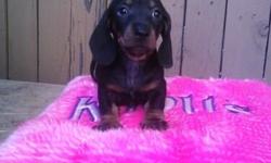 Mini dachshund puppies 8weeks old. 1 brindle colored male and 1 black and Tan male. 1st shots. Asking $300. Call (520)514-9685. Cell#(520)390-1671