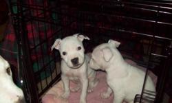 2 white female pit bull puppies need good homes please call 724-205-3176 anytime for info