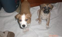 There are 2 pups left. One male and one female. They're pit bull and lab/husky mix. They were born October 11 2012. They have both been dewormed. Their father is full American pit bull and their mother is lab/husky. Both parents are well tempered. I am