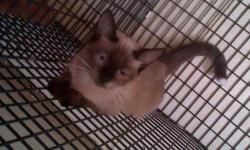 Hello i have 2 Female Siamese kittens. They are about 6 months. They are both very friendly. I am asking 50 each Call or Text 1---