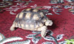 I have two beautiful Sulcata Tortoises that need a forever home. Unfortunatly we are unable to take them with us to our next home. (military family). We are saddend by this :( We have one male and female. The male is younger than our female, is softball