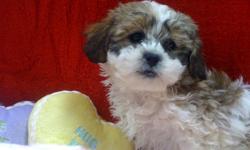 2 Female ShihTzu/Bichon'Â­s born on 12-9-10. UTD on shots and comes with a health warranty.
CHECKS AND CREDIT CARDS ACCEPTED!
For More Info
Call: 772-223-1492