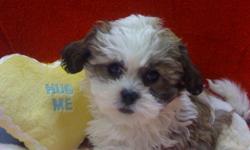 2 Female ShihTzu/BichonÂ­s born on 12-9-10. UTD on shots and comes with a health warranty.
CHECKS AND CREDIT CARDS ACCEPTED!
For More Info
Call: 772-223-1492