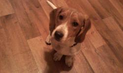 Beagle-basset mix dog, just turned 2 years old. She has been spayed, up to date on all shots, just had her rabie shot for the year and her flea and tick pill for the month. Great with our one year old granddaughter and other animals. She is a great dog,
