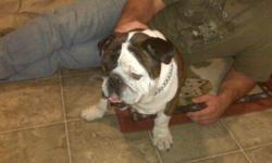 I have a 2 year old brindle and white English Bulldog for sale. He comes with his own Kennel. He is house broke and is only kept in his kennel while no one is at home. He is great with kids, I have an eight year old that plays with him all the time. He