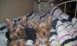 i have 1 male yorkie 5 months old tiny and 1 female yorkie 6 months old must sell do to my circumstances the are not fixed and they are not related i got the little male in illinois and they both are paperd