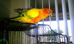 Beautiful 2yr male old Sun Conure for rehoming. Will include toys but no cage. Very loving and affectionate to one person. Gives kisses and cuddled. It will take a day or 2 for him to adjust. He will dance and bop up and down with u. He's a very good boy.