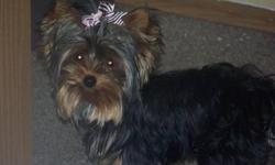 FOR SALE 2YR OLD YORKIE FEMALE REG BUT NEVER GOT PAPERS ALREADY FIXED GREAT PET JUST DONT SPEND TIME WITH HER LIKE WE SHOULD..SHE WEIGHS AROUND 2.8 LBS ASKING WHAT I PAID FOR HER AND GETTING HER FIXED SO IF INTERESTED CALL OR TEX ME 803 254 2525