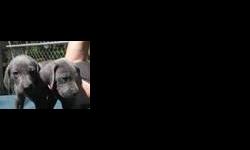2 female blue weims,AKC,adorable,tails & dewclaws done,raised underfoot!! Must see.10 wks 386-320-1606