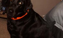Looking to re-home my Black Labrador Retriever. Female. 3 1/2 years old. Spayed. Up to date on all shots. On heartworm prevention.. Shes around 75lbs. Has had professional obedience training. Shes a very smart dog.. Quick learner. LOVES water! LOVES dog