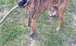 I have a boxer pitbul ready to go to a nice home. She is a female and very nice, great with all families and children. It breaks my heart to get rid of her but were expecting a child and just don't have room for her anymore she is all brindle and on the