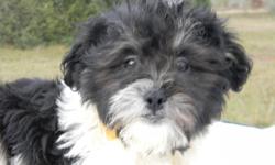 I have several 3/4 Havanese puppies that are ready for Christmas. I have black and white, cream colored, black and sable (which is tan with black points). I can arrange to get them delivered to Tallahassee if needed. They will each have a puppy pack with