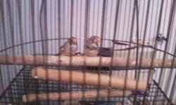 2 Pied Zebra Finches 7 weeks old 1 male and 1 female and1 Fawn Zebra Finch 8 weeks old female.$10.oo each. Would make a GREAT Christmas Gift. Very sweet and very active. And also taking deposites on 2 day old Finches. Call or text anytime. (HEALTH