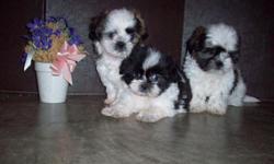 3 Beautiful Shih Tzu GIRLS, 8 Weeks old, Dewormed, First set of Puppy shots, They have been raised indoors, They already use the doggy door and eat dry puppy food. They are ready to go to good homes. We are in Hesperia. $250.00 (909) 233-8608