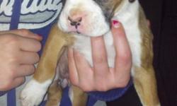 3 female boxer puppies for sale Fawn in color&nbsp;mom and dad on site please call cody at