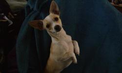 I HAVE 3 VERY SMART FEMALE CHIHUAHUAS,THEY ARE SERVICE DOGS,AND THERE ALL SO CUTE.THE LADY THAT HAS THEM IS DISABLED AND NEEDS TO PART WITH SOME OF HER COMPANIONS,SHE JUST HAS TOO MANY TO TAKE CARE OF.I WOULD LOVE TO SEE THEM IN A HOME WHERE THEY WILL BE