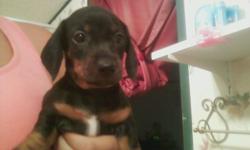 3 female 6 week old pure bred daschund puppies needing a new home today. have had first shots and first worming. they include a bag of puppy food and a collar with each adoption. If interested please contact asap. I have had several no shows. I am getting
