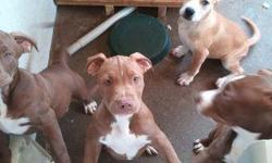 pure breed 15 week old pit bulls. We have 3 puppies left that are male and female.&nbsp;I just want my puppies to go to a good family home. I have been picky with my puppies homes because they need kids around them. That's what they are accustomed too.