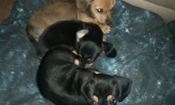 I have three Male puppies, they are around two months old, two are black and brown and one is lighter brown. They are eating hard dog food and love to play.