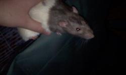 I am selling 3 male hooded rats for 2.00 each or 5.00 for all 3. I do not have a cage to sell. They were from a petshop that I saved them from. The people of the petshop didn't know how to run it and closed down And I cannot keep them anymore serious
