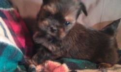 These little guys are hart brakes. They love to play and be cuddled. There mom is a 5 Pound Yorkie and dad is a 5 pound Shih-Tzu. They come with there first shot and dewormed at 2,4 and 6 weeks. For more info call --