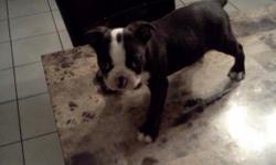 Beautiful 4 month old female boston terrier. Not registered only first shots. price not negotiable