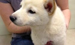 Female Shiba Inu, unfourtunatley due to a Job offer overseas she will not be able to come. She has her first set of shots and is chipped and registered. The AKC wont register her because she is considered &nbsp;fault because Shibas rarley come in