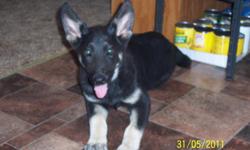 Female German Shepard puppies most are black with silver and tan markings.Father is pure black and AKC registered. Mother is a black and tan Shepard with no papers.These puppies run with my Tiny Chihuahuas and nieces and nephews. These will make Terrific