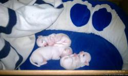 3 beautiful white puppies born-1/23/11
NEW UPDATE:::::
THE SMALLEST LITTLE GIRL HAS SOLD ALREADY AND GONE TO NEW OWNER ALREADY BUT THE OTHER LITTLE GIRL AND BOY PUPPY ARE STILL NEEDING TO FIND A LOVING FAMILY TO LOVE THEM AND TAKE THEM HOME . THEY ARE OLD
