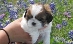 They're 7wks, and 5days old full-blooded shih-tzu puppies.
They're energetic, and also very docile puppies. Very sweet, and loving puppies, that need a sweet, and loving home.
They also have an outside puppy pin, that they're able to run & play with