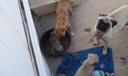 I HAVE 3 PUGS ONE FEMALE AND TWO MALES THEY SOO CUTE !!!!!!!!!!!!!! AND VERY LOVELY GREAT PETS FOR EVERYONE NEGOTIABLE PRICE.
I HAVE THE MOTHER AND FATHER IN OUR HOUSE YOU CAN MEET THEM!!!!!!